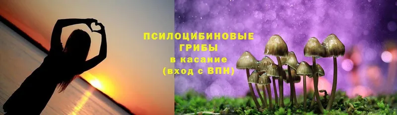 Галлюциногенные грибы Psilocybine cubensis  Тара 